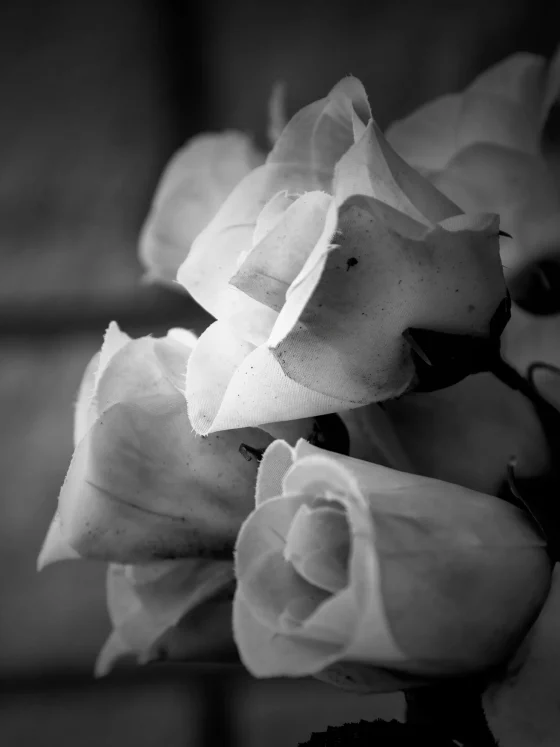 Trauerfeiern – In Würde Abschied nehmen